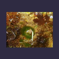 2012-10-20_Fall_AQUILA (104)b.JPG